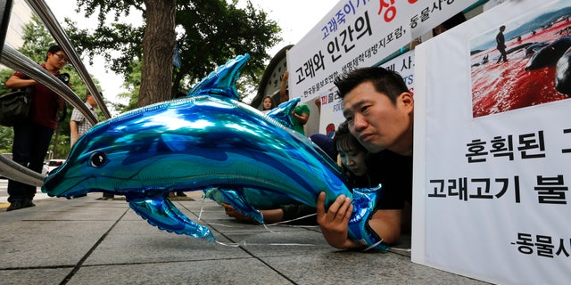 July 17, 2012: South Korean animal rights activists hold dolphin and whale-shaped balloons during a rally to oppose South Korean government's recent plan to resume whaling.