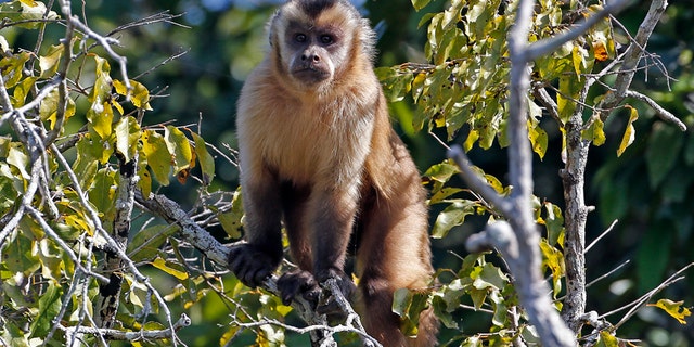 File photo - A monkey plays in the trees in the Pantanal wetlands near in Pocone outside World Cup host city Cuiaba June 22, 2014.
