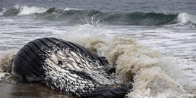 A dead humpback whale lies washed ashore at Dockweiler Beach in Los Angeles on Friday, July 1, 2016.