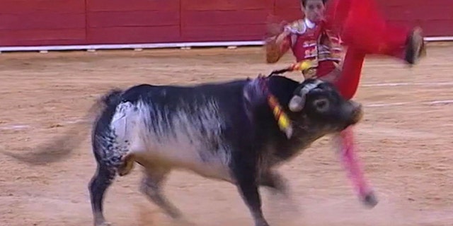 Matador Victor Barrio being thrown by a bull in the Teruel bullring, east of Spain, Saturday July 9, 2016.