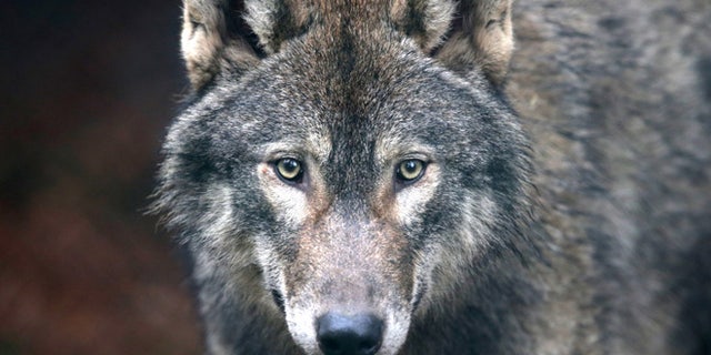 BRISTOL, ENGLAND - MARCH 13: A young male wolf, one of five that has recently arrived, looks out from its enclosure at The Wild Place Project on March 13, 2014 in Bristol, England. A pack of five all male European grey wolves are the latest residents at the recently opened attraction which is an extension of Bristol Zoo Gardens, just off junction 17 of the M5. Originally from Scotland, the wolves and are now living in the new Wolf Wood exhibit; an area of woodland at The Wild Place Project which has been left as natural as possible to replicate their native woodland habitat in Europe. (Photo by Matt Cardy/Getty Images)