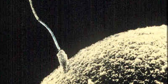 Sperm penetrating an ovum during fertilization.