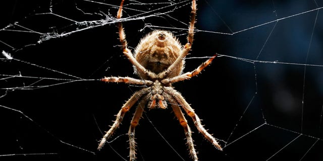 An orb-weaver spider relaxes in its web.