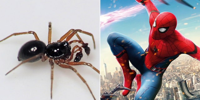 Spiders can use electricity to fly through the air like a real-life ...