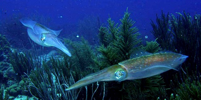 Cephalopods ability to camouflage -- matching the color of their background -- is important because their predators have highly sensitive color vision, much better than that of humans.