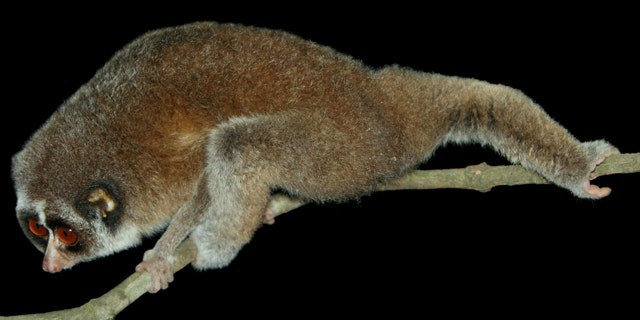 July 19: This photo was issued by the Zoological Society of London (ZSL) of a Horton Plains slender loris, sitting on a forest branch in a mountain forest in central Sri Lanka. (AP)