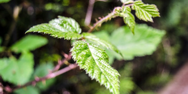 Stinging nettle can grow up to 8 feet tall and has thin branches and dark green leaves.