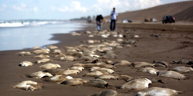 July 16, 2013: Stingray carcasses litter the shore of the Chachalacas beach near the town of Ursulo Galvan on Mexico's Gulf Coast.