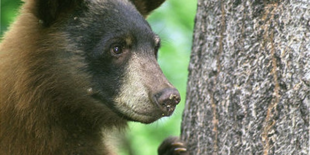 An American black bear.