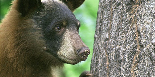 An American black bear.