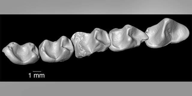 This composite shows the lower dentition of the 37 million-year-old primate called Nosmips discovered in northern Egypt.