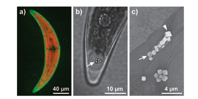C. moniliferum, Crystallizing Strontium Minna R. Krejci et al.