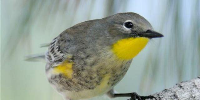 This Sept. 23, 2010, file photo shows a yellow-rumped warbler on the University of New Mexico campus in Albuquerque, New Mexico.