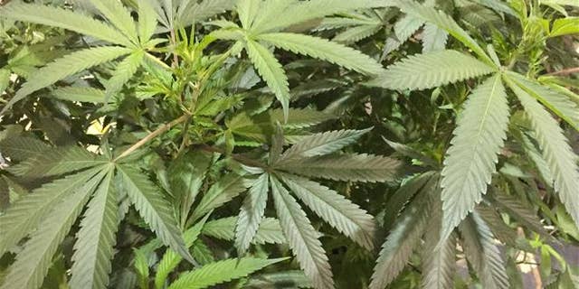 A marijuana plant in Salem, Ore.