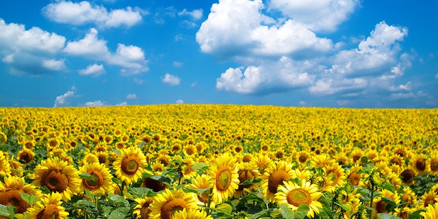 A Canadian farm boasting beautiful sunflowers has put an end to photo-seeking visitors for the remainder of the season due to a massive crowd over the weekend.
