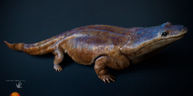 This image made available by the University of Edinburgh shows an artist's rendition of a previously unknown species of crocodile-like 'super salamander.'