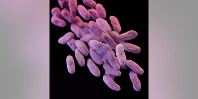 This illustration released by the CDC depicts a group of carbapenem-resistant Enterobacteriaceae bacteria.