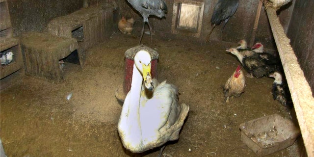 Wild birds locked up in a hen house at the property of 39-year-old Pierre Johansson in Hudiksvall, northern Sweden.