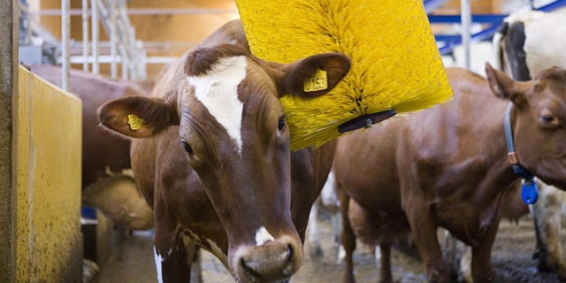 Grooming cows in a "cow wash" can boost their milk production, claims the device's manufacturer.
