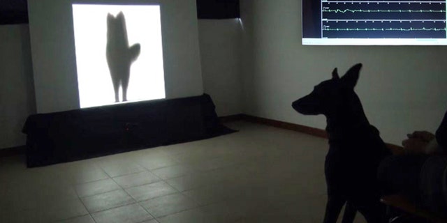 A dog watches a video of the silhouette of another dog wagging its tail to its left. At top right is an inset image of the dog's heart rate while the dog was watching the video.