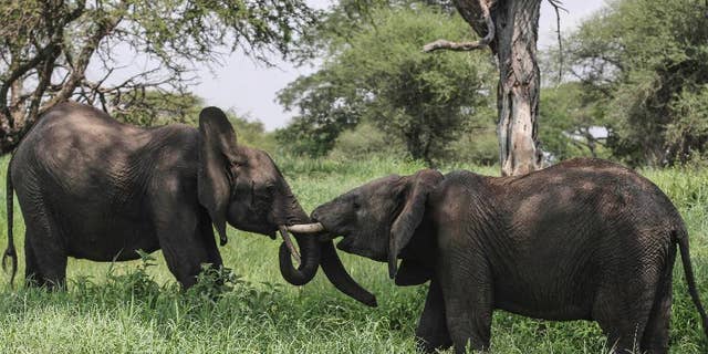 FILE - In this file photo taken Friday, Jan. 16, 2015, African elephants interact in Tarangire National Park on the outskirts of Arusha, northern Tanzania. The sharp decline of the elephant population in Tanzania, most likely due to poaching, is catastrophic, a wildlife conservation group said Tuesday, June 2, 2015. The Tanzanian government on Monday estimated that 65,721 elephants have died in the country in the last five years. The report showed the number of Tanzanian elephants plummeting from an estimated 109,051 in 2009 to 43,330 in 2014. (AP Photo/Mosa'ab Elshamy, File)