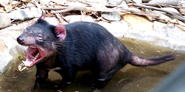 The Tasmanian devil is characterised by a stocky muscular build, strong odor, loud and disturbing screech, keen sense of smell, and a well-known ferocity when feeding.