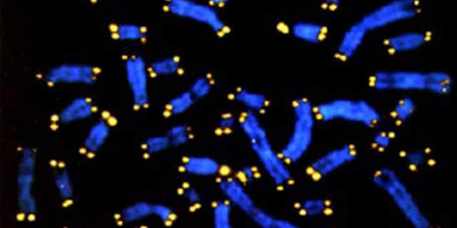 Chromosomes (stained blue) end in protective caps called <i>telomeres</i> (stained yellow), which have been linked to the physiological effects of aging.