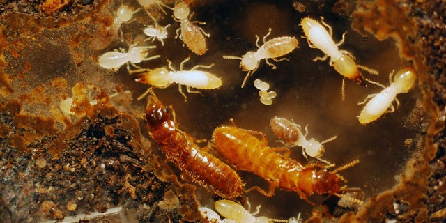 This undated photo provided by Thomas Chouvenc of the University of Florida's Institute of Food and Agricultural Sciences (IFAS), shows young hybrid termite offspring eight months after the light-colored female Formosan termite, bottom right, mated with the darker male Asian termite, bottom left, in Florida.