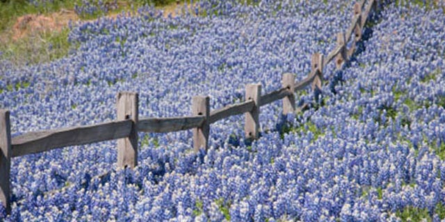 Bluebonnets cover a hill in the Texas Hill Country.
