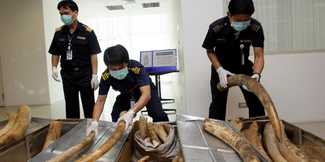 Feb. 25, 2011: Thai customs officials prepare to display seized elephant tusks smuggled into Thailand from Nigeria before a news conference in Bangkok