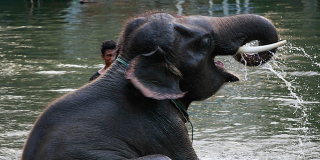 Oct. 31, 2011: A stranded elephant drinks water with its trunk while swimming with its mahout in the floods in Ayutthaya province, central Thailand. Seventeen elephants were stranded at the elephant camps in Ayutthaya province following floods that submerged north and central part of the country for more than two months.