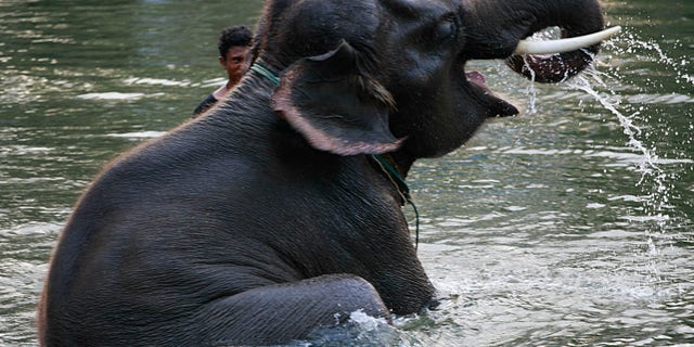 Oct. 31, 2011: A stranded elephant drinks water with its trunk while swimming with its mahout in the floods in Ayutthaya province, central Thailand. Seventeen elephants were stranded at the elephant camps in Ayutthaya province following floods that submerged north and central part of the country for more than two months.