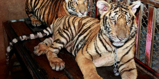 Sept. 10, 2012 - Two tiger cubs are chained and kept in an enclosure on the roof top of the apartment building in Pathum Thani proivince, central Thailand.