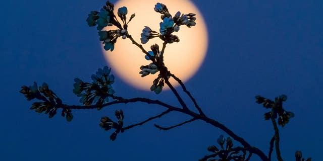 The rising full moon silhouettes the budding Cherry tree blossoms along the Tidal Basin in Washington, Tuesday evening, March, 22, 2016.