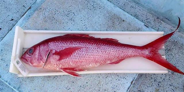 Snapper, known to carry ciguatera, is seen in this file photo.