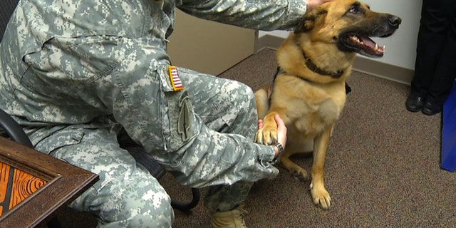 This photo taken Feb. 18, 2014 shows a German Shepherd Lexy, with Van Woodruff, former Sgt. 1st Class who got a medical retirement, that is changing the lives of U.S. Army soldiers being treated for physical and psychological injuries. Maj. Christina Rumayor, a psychiatrist at the 82nd Airborne Division, says Lt. Col. Lexy  the therapy dog  is one of her most important tools. (AP Photo/Alex Sanz)