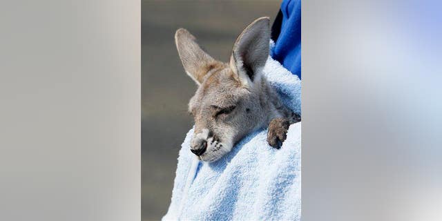 A baby kangaroo is seen at Belgrade Zoo.
