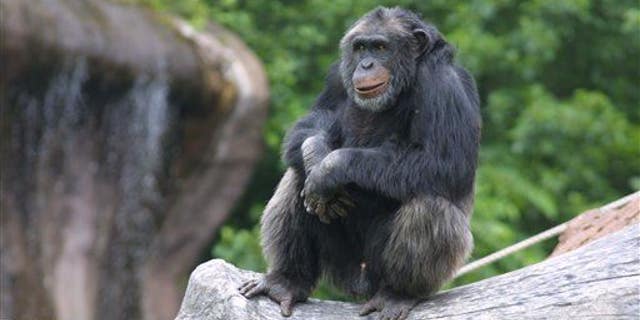 In this undated image released by Sweden's Furuvik Zoo, Santino the chimpanzee is seen in his enclosure at the zoo in Furuvik, Sweden.