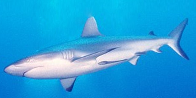 A gray reef shark (Carcharhinus amblyrhynchos) circles.