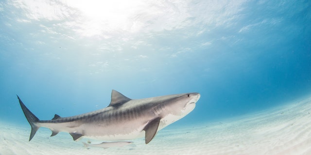 Tiger sharks are seen in part of Hawaii