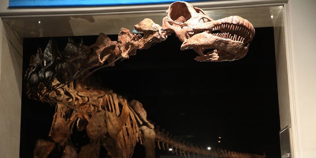 NEW YORK, NY - JANUARY 14:  A replica of one of the largest dinosaurs ever discovered is unveiled at the American Museum of Natural History on January 14, 2016 in New York City. The replica of the "Titanosaur"  weighs about 70 tons, is 17 feet tall and stretches to nearly 122 feet long. The dinosaur belongs to the titanosaur family and was discovered by Paleontologists in the Patagonian Desert of Argentina in 2014 and lived about 100 to 95 million years ago. The exhibit at the museum features bones, fossils and a fibreglass replica of the creature.  (Photo by Spencer Platt/Getty Images)