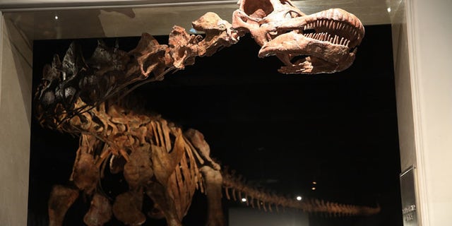NEW YORK, NY - JANUARY 14: A replica of one of the largest dinosaurs ever discovered is unveiled at the American Museum of Natural History on January 14, 2016 in New York City. The replica of the "Titanosaur" weighs about 70 tons, is 17 feet tall and stretches to nearly 122 feet long. The dinosaur belongs to the titanosaur family and was discovered by Paleontologists in the Patagonian Desert of Argentina in 2014 and lived about 100 to 95 million years ago. The exhibit at the museum features bones, fossils and a fibreglass replica of the creature. (Photo by Spencer Platt/Getty Images)