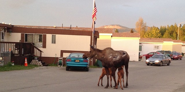 June 6, 2014: A moose calf is reunited with its mother and sibling at a trailer court in Anchorage, Alaska. Alaska state biologists are reminding people not to touch moose calves or try to take them home as pets following a string of recent incidents involving people handling the animals, including one household that had one in the living room 'as if it was a puppy.' (AP Photo/Alaska Dept. of Fish and Game, Jessy Coltrane)
