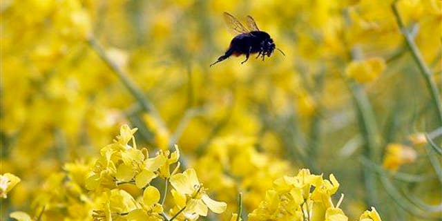 A bumblebee flies over a rapeseed field in Duisburg, Germany, Wednesday, May 8, 2013.