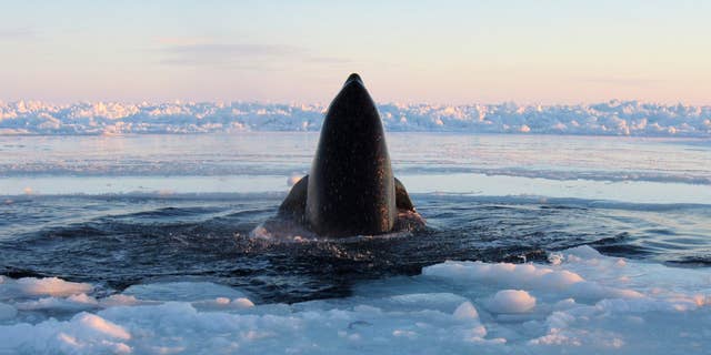 Jan. 8, 2013: A killer whale surfaces through a small hole in the ice near Inukjuak, in Northern Quebec.