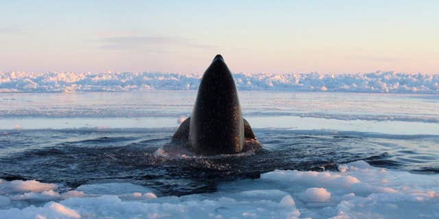 Jan. 8, 2013: A killer whale surfaces through a small hole in the ice near Inukjuak, in Northern Quebec.