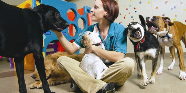 This undated photo provided by Best Friends Pet Care shows an unidentified employee playing with the pets at the Best Friends Pet Care center in White Plains, New York.