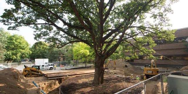 In an Aug. 4, 2014 photo provided by the University of Michigan, a 250- to 300-year-old, 65-foot-tall tree stands next to the Computer and Executive Education Building, in Ann Arbor, Mich. The university is preparing to move the tree to make room for the expansion of the Stephen M. Ross School of Business. Sometime in October 2014, a trailer will drive the 65-foot-tall bur oak to its new home 500 to 600 feet away. (AP Photo/University of Michigan, Scott C. Soderberg)