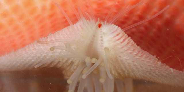 The starfish (Diplopteraster multipes) often bends its arms, allowing its eye (the red spot) to see more or less straight upward.