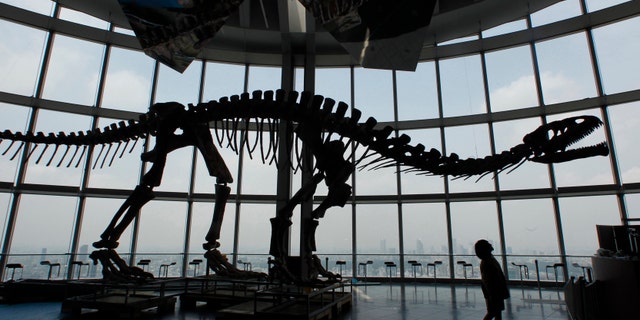 A woman looks up at a replica skeleton during a preparation for an exhibition titled "The Dawn of the Dinosaurs", displaying fossils, replicas of the creatures and skeletons from the Triassic age, at Roppongi Hills in Tokyo July 2, 2010.